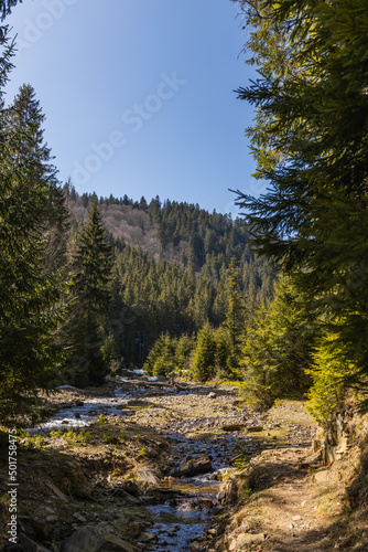 Pine forest and mountain river with blue sky at background.