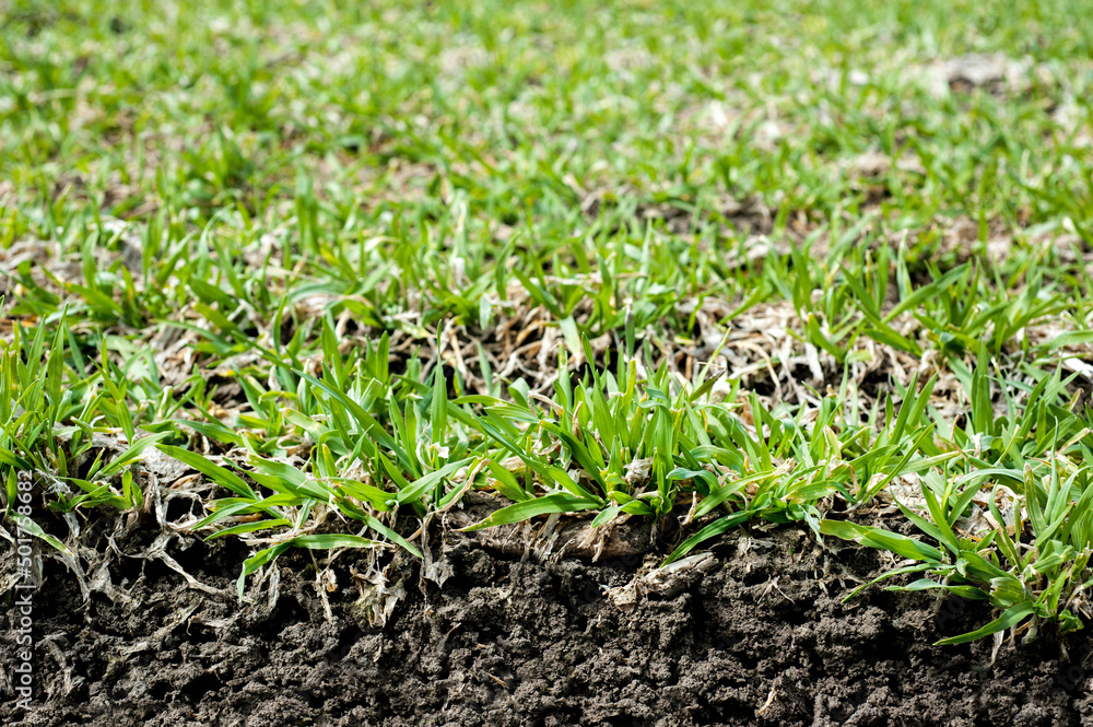 close up, macro, spring wheat sprouts, slice of soil close up, macro, spring wheat sprouts, slice of soil