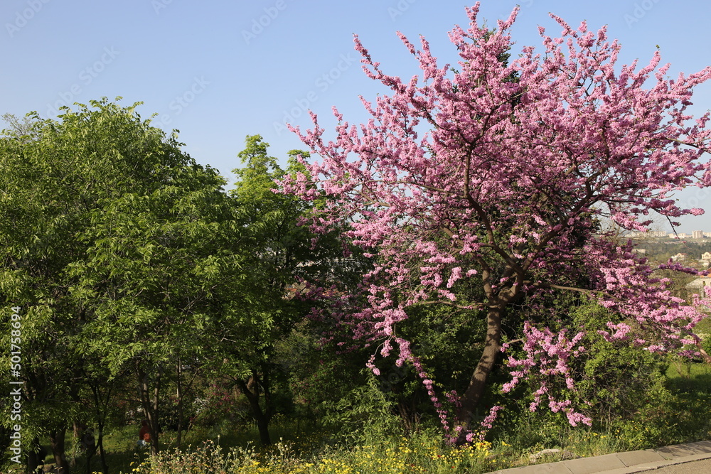Cercis siliquastrum, European crimson, or Judas tree abundant flowering Cercis siliquastrum, European crimson, or Judas tree abundant flowering