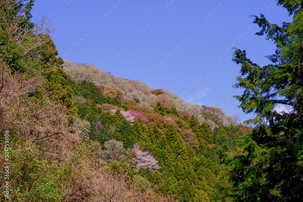コントラストが鮮やかな山桜