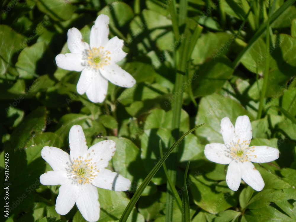 flowers flowers