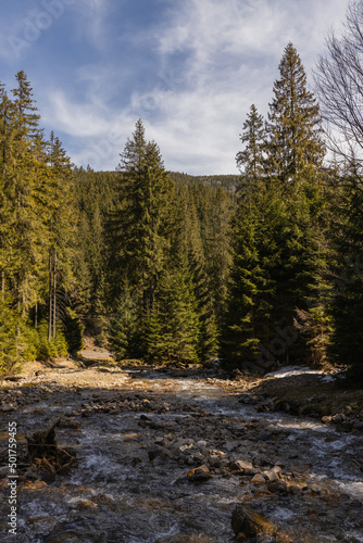 Pine forest with sunlight near mountain river and blue sky at background.