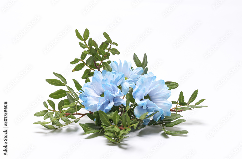 Fototapeta premium Aesthetic composition of blue flowers with branches isolated on white background