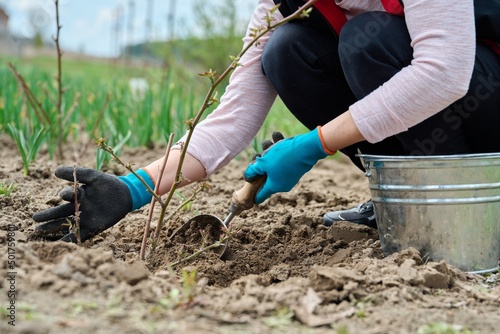Close-up of gardener's hands in gloves with shovel digging blackberry bush