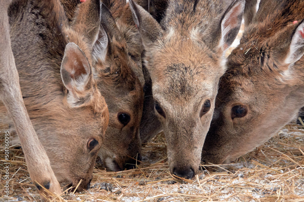 Fototapeta premium Spotted deer in the reserve in winter.