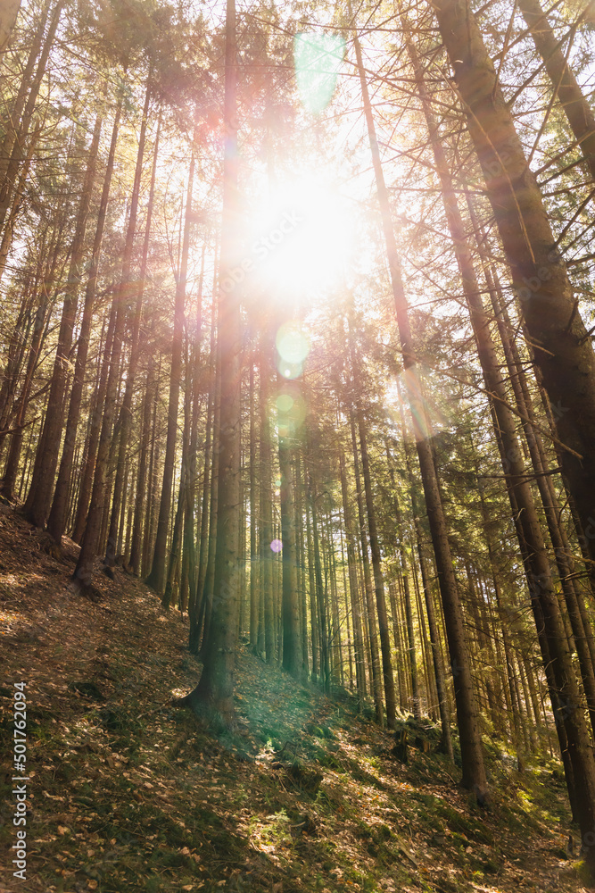 Fototapeta premium Sunshine and trees on hill in mountains.