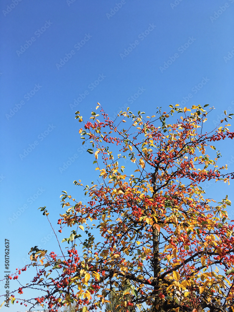 Bright yellow red orange marsal tree on blue sky background. Sunny day in forest. Autumn landscape. Nature protection concept. Bright yellow red orange marsal tree on blue sky background. Sunny day in forest. Autumn landscape. Nature protection concept.