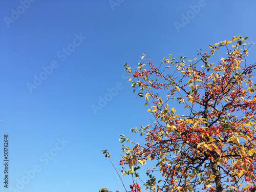 Bright yellow red orange marsal tree on blue sky background. Sunny day in forest. Autumn landscape. Nature protection concept. photo