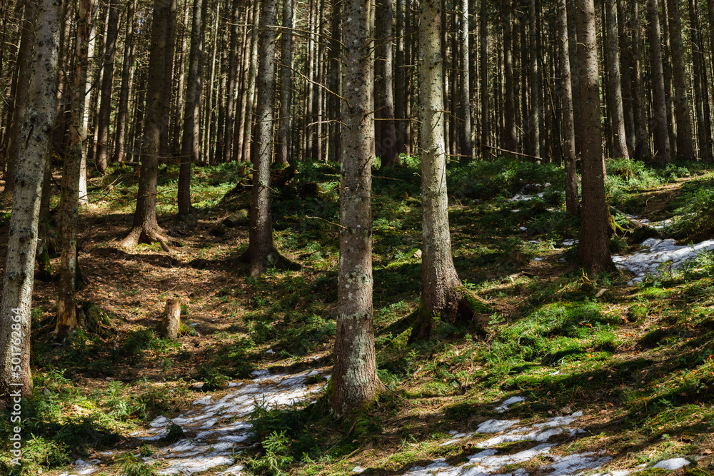 Fototapeta premium Snow on hill in mountain forest.