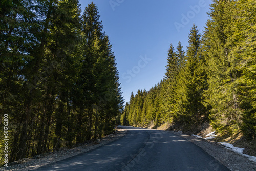 Coniferous forest and empty road with blue sky at background.
