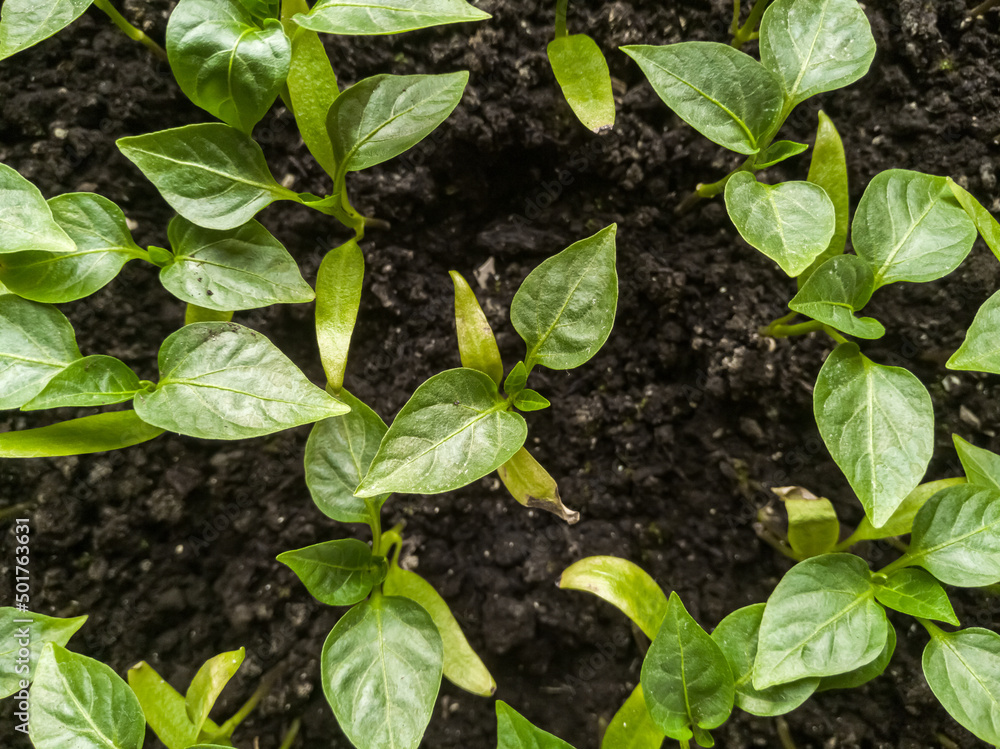 Top view of small pepper sprouts. Close-up. Top view of small pepper sprouts. Close-up.