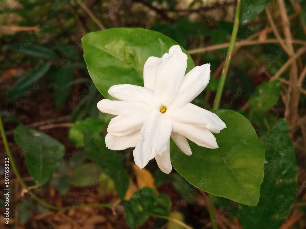 Top view,White jasminum sambac flower blossom bloom with green leaf on tree blurred background, Fragrant floral,arabian jasmine, stock photo