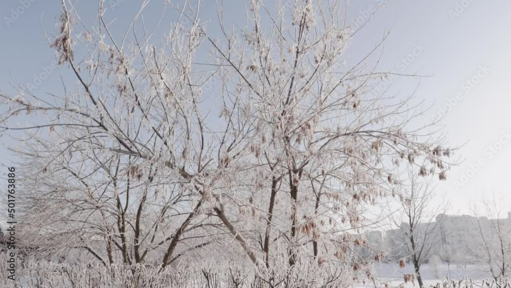 The branches of the bushes are completely covered