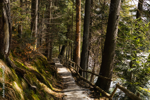 Pathway with fence near moss and trees on hill in forest.