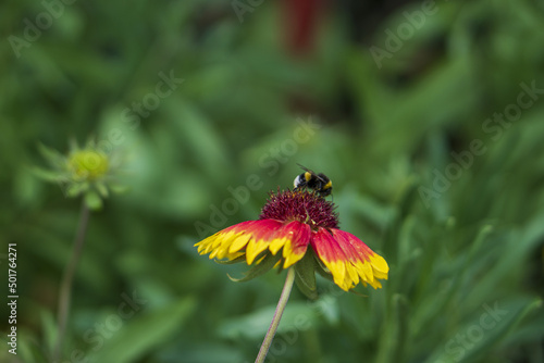 Bumblebee collects pollen from flower