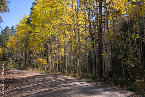 Dirt Road Autumn Aspen.