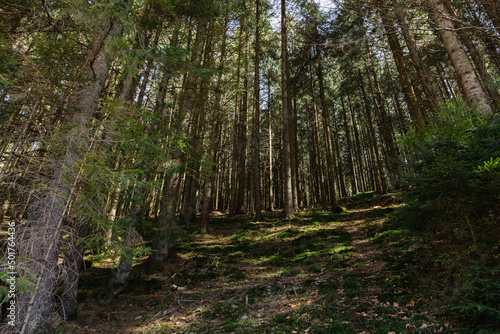 Scenic view of spruce forest with sunlight on ground.