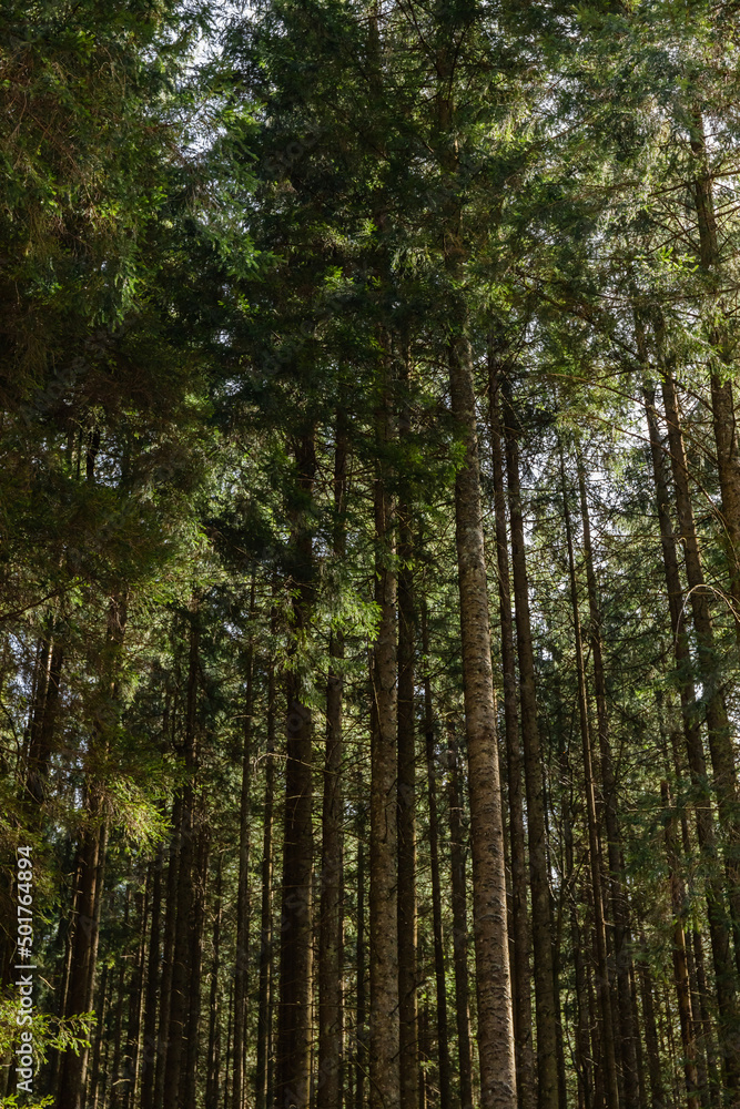 Tall pine trees in forest. Tall pine trees in forest.