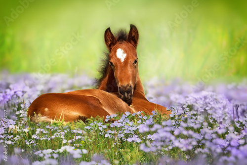 Print op canvas horse in the meadow