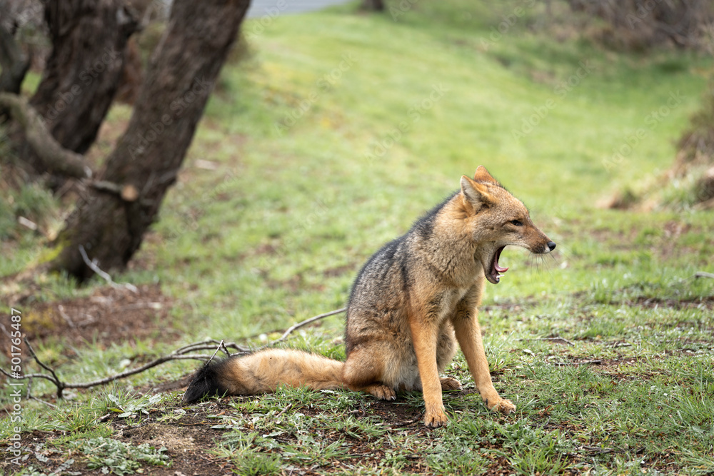 A red fox with its mouth wide open A red fox with its mouth wide open