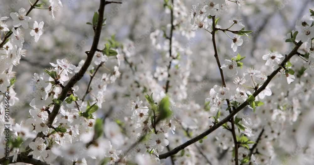 Spring flowering trees. Pink flowers on the tree. Spring flowering trees. Pink flowers on the tree.