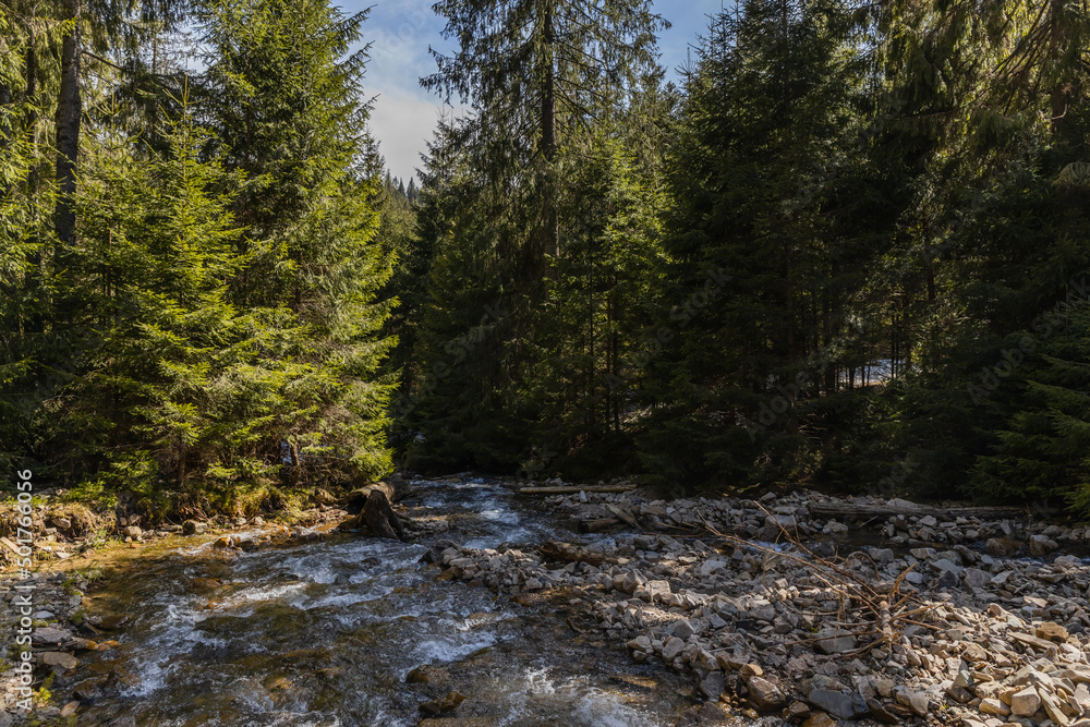 Mountain river with stones and pine forest at daylight. Mountain river with stones and pine forest at daylight.