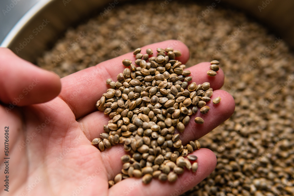 hemp seeds. Medicinal properties of marijuana seeds
hemp seeds. Medicinal properties of marijuana seeds