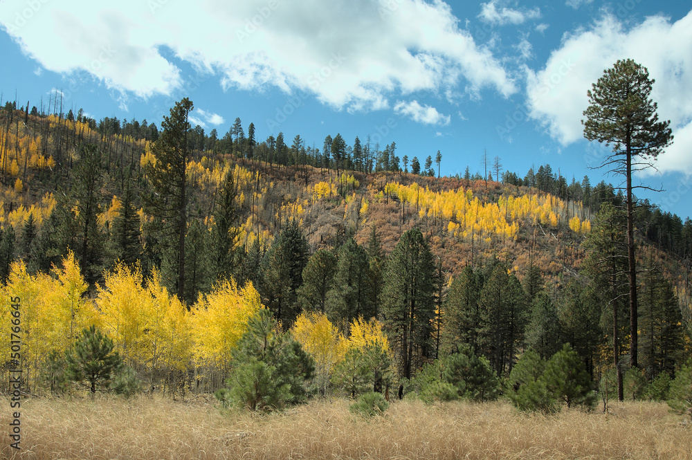 Autumn Aspen Hill.