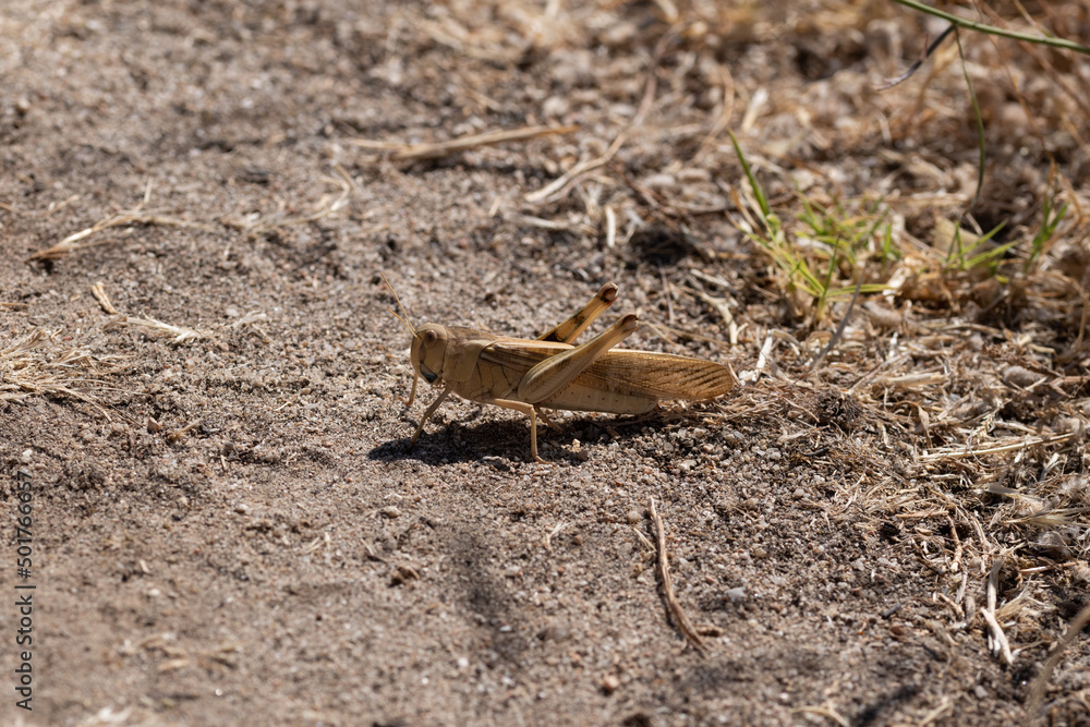 Ortoptera. Langosta marrón posada sobre el suelo. Ortoptera. Langosta marrón posada sobre el suelo.