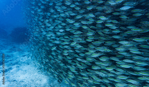 a school of fusilier fish close to Koh Tao in Thailand photo