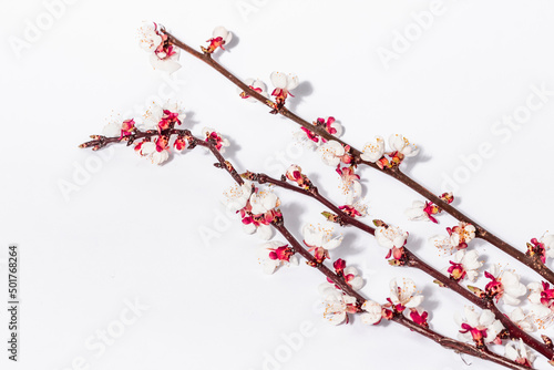 Blooming apricot branches isolated on white background. Greeting card, traditional spring flowers