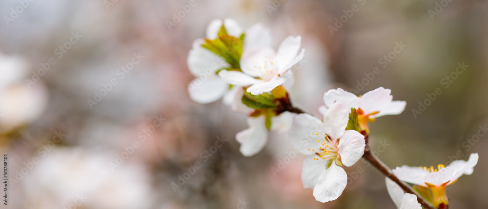 Cherry blossom branches in the spring garden. Spring concept Cherry blossom branches in the spring garden. Spring concept