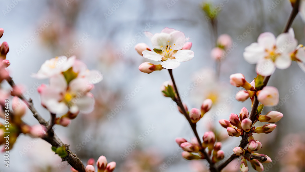 Cherry blossom branches in the spring garden. Spring concept Cherry blossom branches in the spring garden. Spring concept