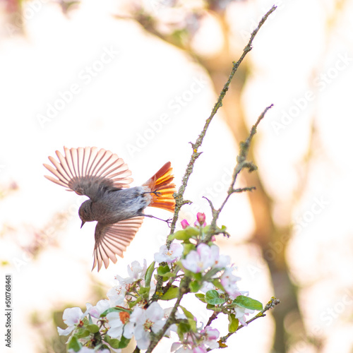 A black redstart flies away from a apple tree branch in bright sunshine