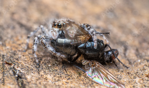 Extreme macro closeups of insects