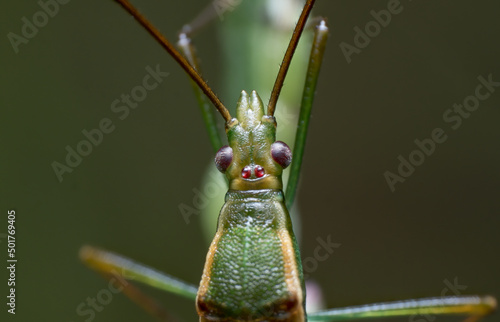 Extreme macro closeup of insects
