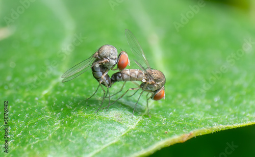 Extreme macro closeup of insects