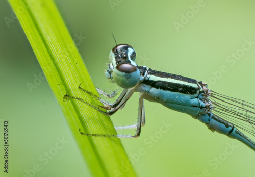Extreme macro closeup of insects