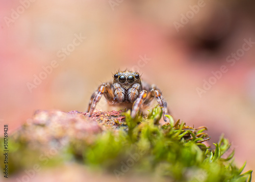 Extreme macro closeup of insects