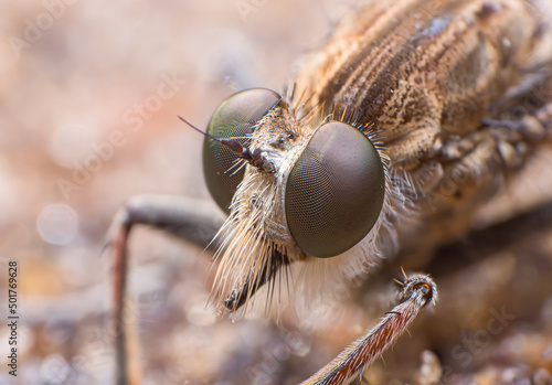 Extreme macro closeup of insects