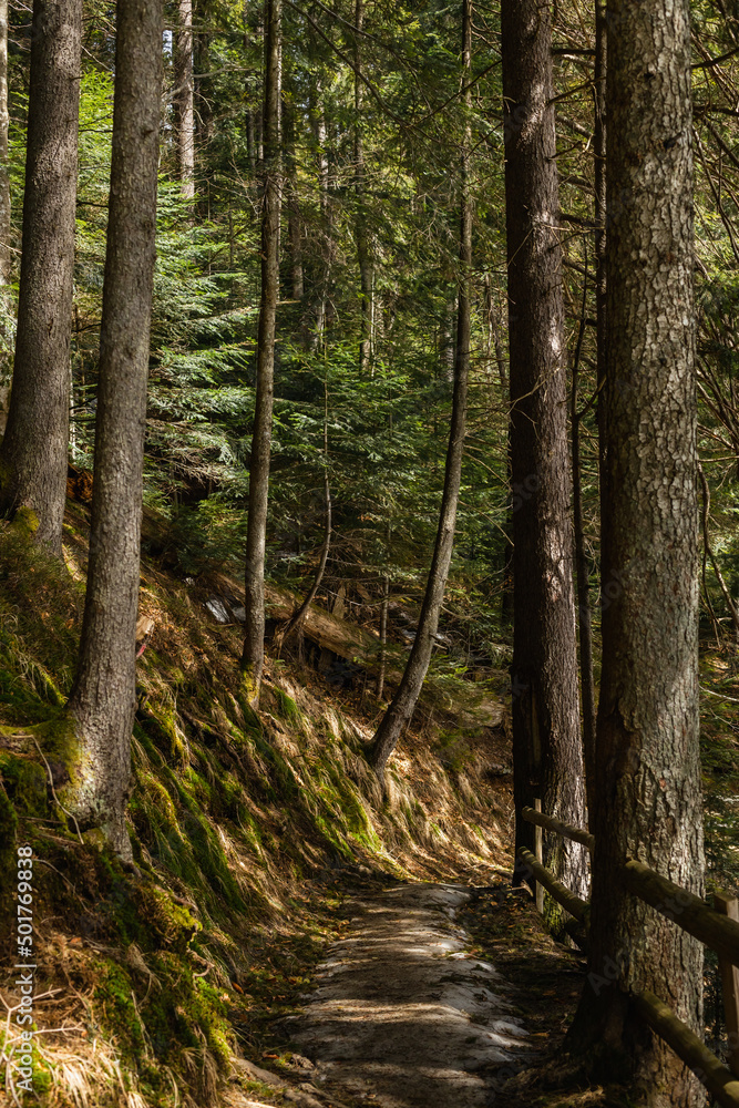 Fototapeta premium Walkway between evergreen trees and moss on hill in forest.