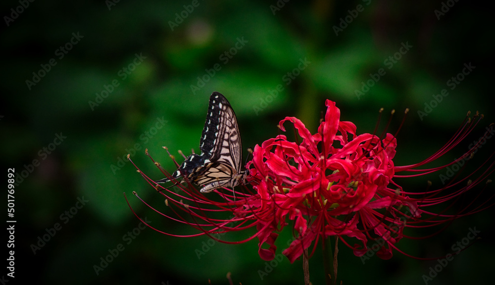 彼岸花とアゲハ蝶