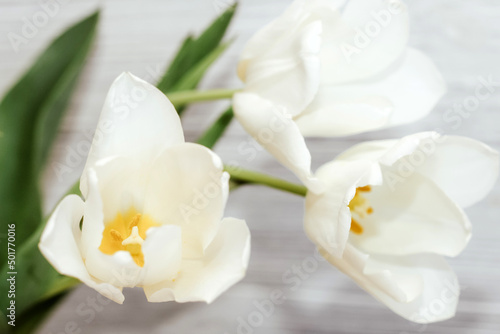 Bouquet of white tulips on a wooden white background, space for text.