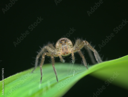 Pirate wolf spider on the grass