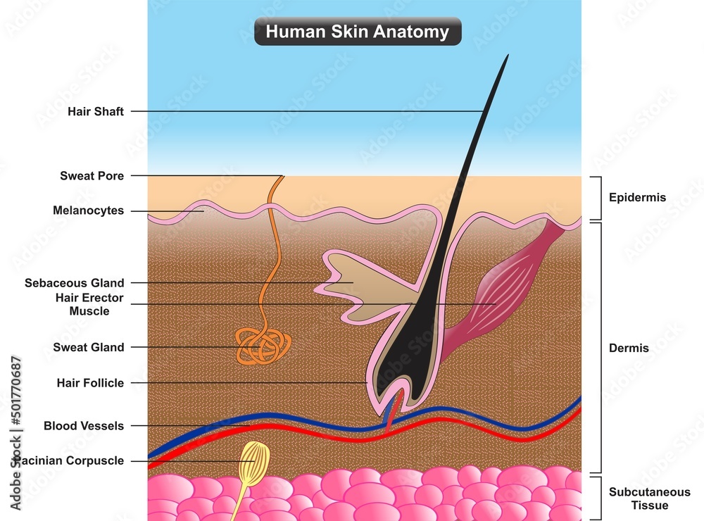 Human skin anatomy infographic diagram cross section structure and parts layers epidermis dermis subcutaneous tissue sweat gland hair blood vessel for biology physiology science education vector - obrazy, fototapety, plakaty 