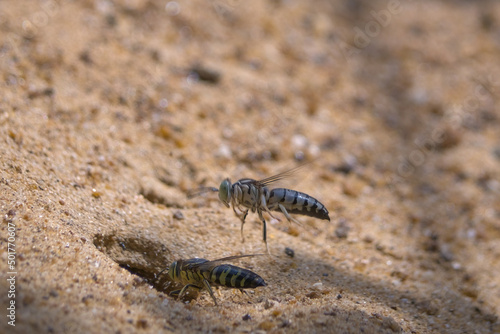 two sand wasps are flying over the hole