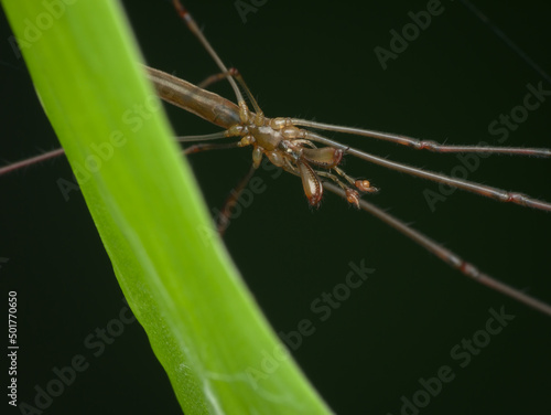 long jawed orb weavers spider spread it legs