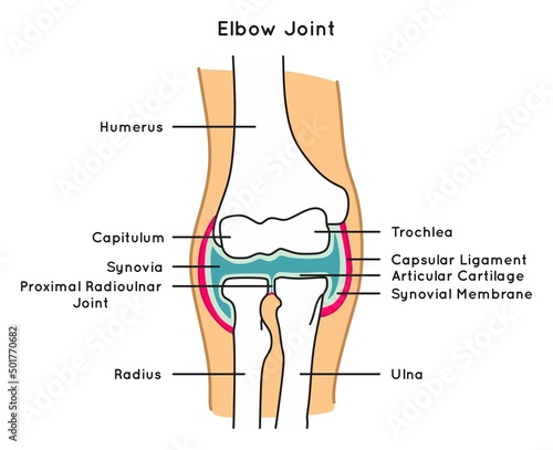 Elbow joint anatomy infographic diagram bones humerus radius and ulna synovia capsular ligament articular cartilage and synovial membrane radioulnar joint for anatomical education physiology biology photo