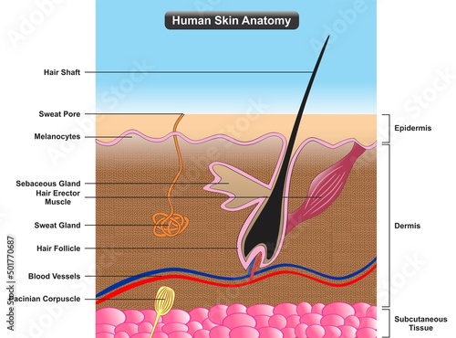 Human skin anatomy infographic diagram cross section structure and parts layers epidermis dermis subcutaneous tissue sweat gland hair blood vessel for biology physiology science education vector