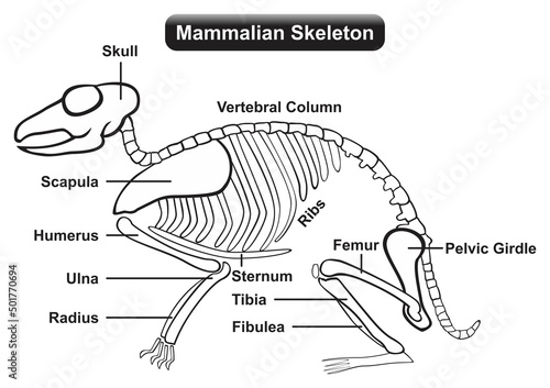 Mammalian skeleton anatomy infographic diagram skull vertebral column ribs scapula humerus ulna radius femur tibia fibula femur sternum and pelvic girdle for paleontology biology education vector